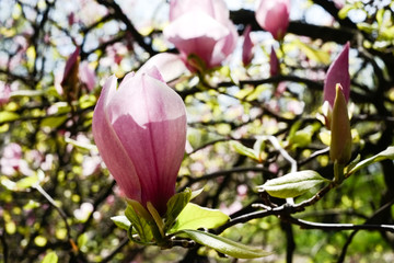 blooming magnolia flowers