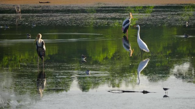 Two Painted Stork is sitting on the lake in the erly morning