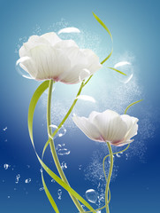 flores de amapola con fondo azul y gotas de agua