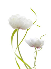 pareja de flores blancas aislada en fondo blanco