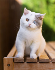 Britisch Kurzhaar Kater mit Odd eyed in lilac Van - zwei verschiedene Augen