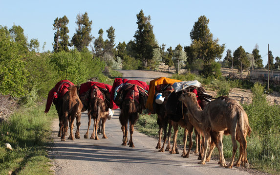 Nomadic Life 