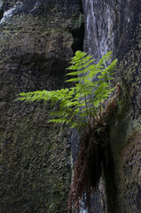 Ferns and rocks
