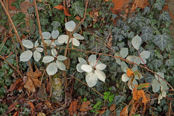 Brombeer-Blätter
