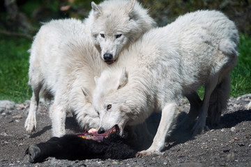 Obraz na płótnie Canvas Arctic wolf (Canis lupus arctos)