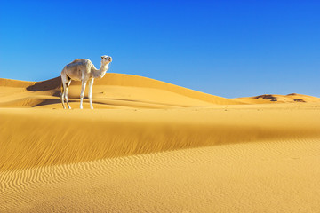 Camel in the desert