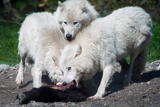 Arctic wolf (Canis lupus arctos)