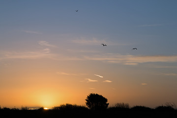 Dawn and |Birds