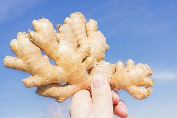 Ginger root holding in hand, blue sky background