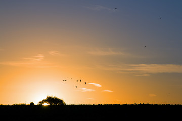 Woodpigeons at Sunrise