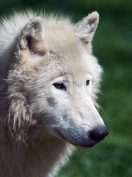 Arctic wolf (Canis lupus arctos)