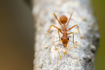 Red or yellow Ant look at the camera. Ants are signaling fear to the enemy if they are near may hurt.