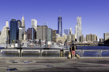 Woman with two labrador dogs walking in Brooklyn Brodge Park with Manhattan financial district view
