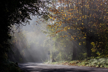 strada alberata con nebbia in italia