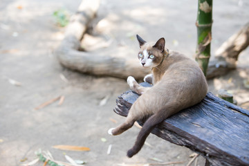 lovely cat sit on wood table