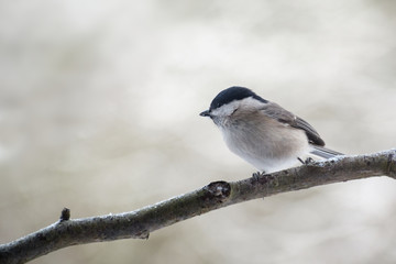 marsh tit (Poecile palustris) on on a branch, a small passerine bird closely related to the willow tit, gray blurred background with copy space