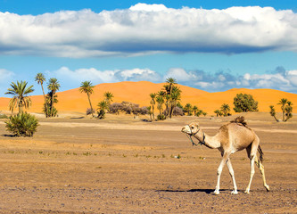 Fototapeta na wymiar Camel in the desert