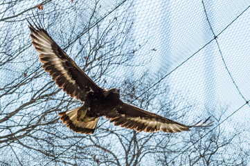 羽を広げて飛ぶ動物園のオオワシ
