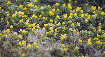 Winter aconite on the forest floor between leaves