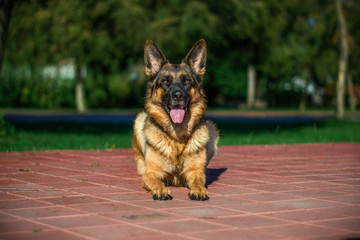 shepherd