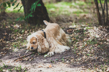 American cocker spaniel for walk in autumn park