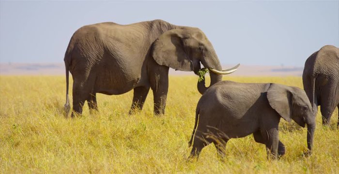 Baby elephant walking in the savanna