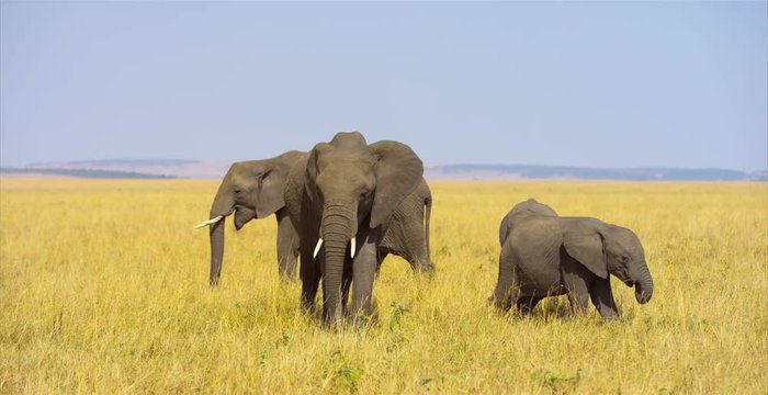 Family of elephants in the savanna