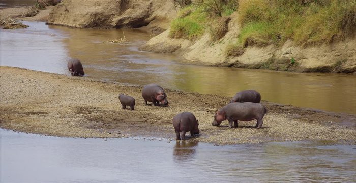 Hippos on a spit of land