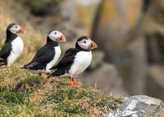 The Atlantic puffin, also known as the common puffin