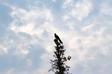 カナダ　イエローナイフ