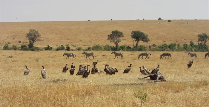 Eagles near a dead gnu