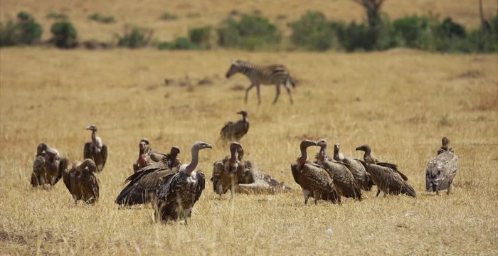 Flock of eagles in the savanna