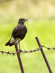 Bird on a barb wire fence