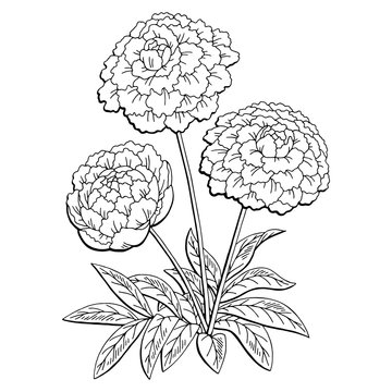 Peony flower graphic black white isolated bouquet sketch illustration vector