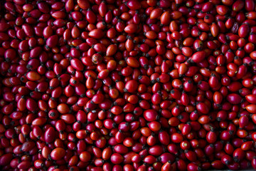 there are many red fresh dogroses on background