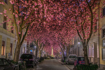 Kirschblüte in der Bonner Altstadt