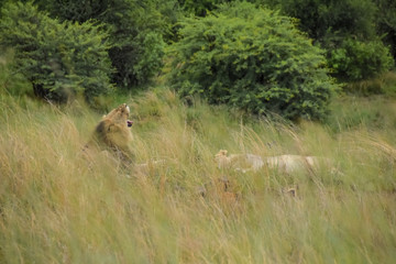 lions resting after kill