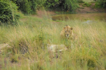 lions resting after kill