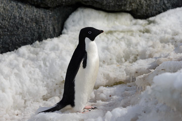 Adelie penguin on snow