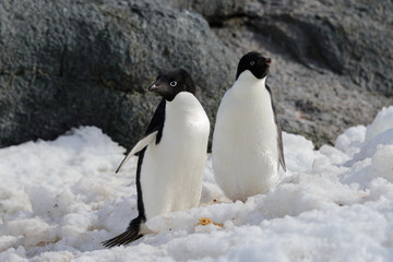 Two adelie penguins on snow