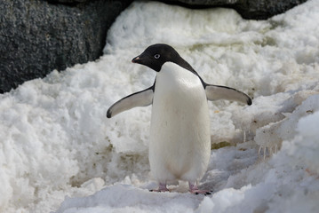 Adelie penguin on snow