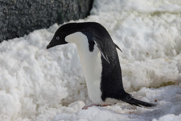 Fototapeta premium Adelie penguin on snow