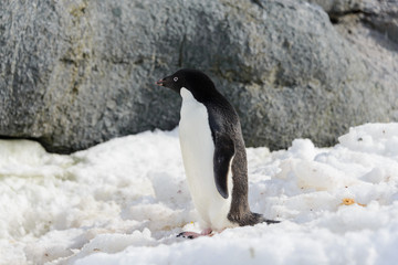 Obraz premium Adelie penguin on snow