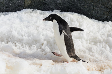 Adelie penguin on snow