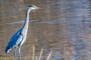 Great Blue Heron #2