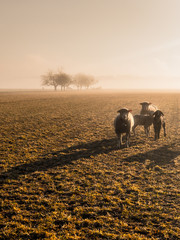 herd of sheeps on a misty meadow, switzerland
