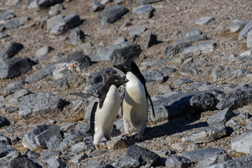 Naklejka premium Adelie penguins on beach