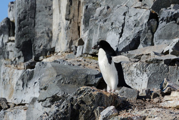 Obraz premium Adelie penguin on rock
