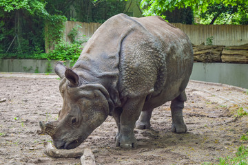 Rhinoceros playing with a stick