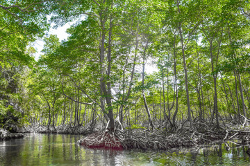 Mangrove forest in national park Los Haitises, Dominican Republic, many mangrove trees